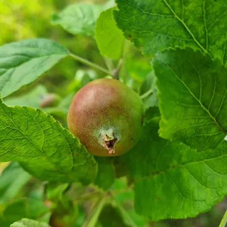 W Malym Sadzie 빌라 Dobra (Slupsk)