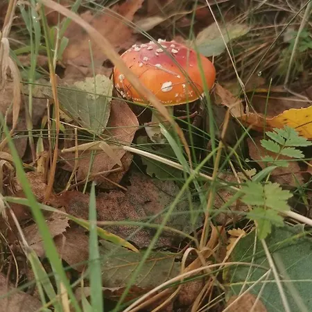 W Malym Sadzie Dobra (Slupsk)