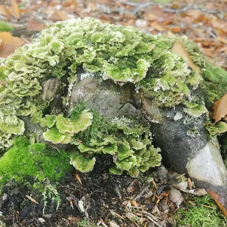 W Malym Sadzie * Dobra (Slupsk)