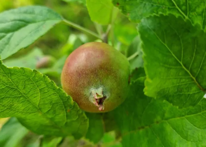 W Malym Sadzie Villa Dobra (Slupsk)