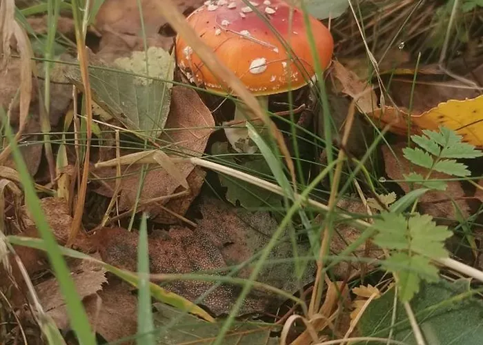 W Małym Sadzie Dobra (Slupsk)