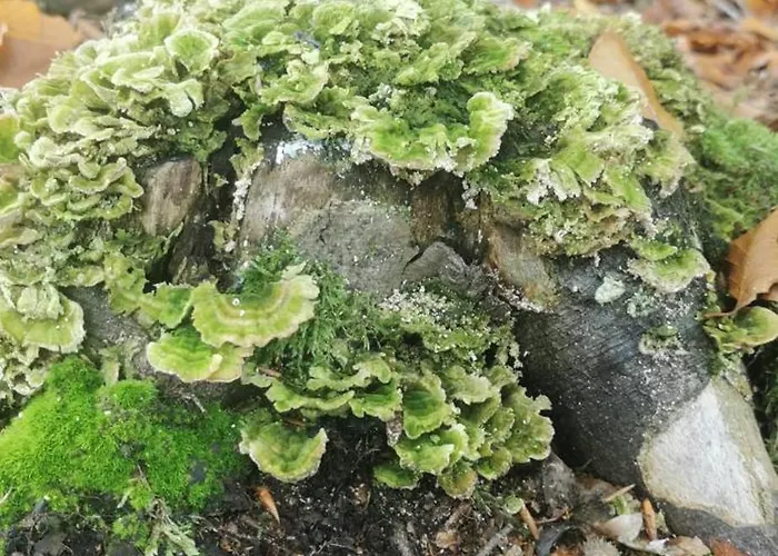 W Małym Sadzie * Dobra (Slupsk)